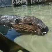 (Ａ;´・ω・)アセアセ
