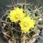 Rositaの画像