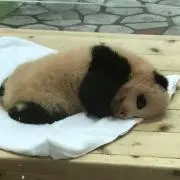 ヨッシー
