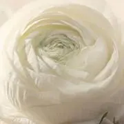 メグ