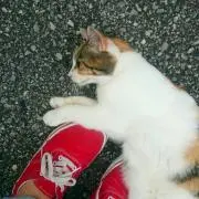 たねむら