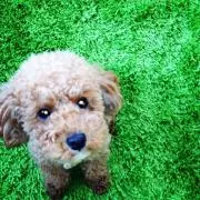 HIROSHI