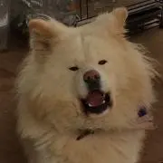 のりたま