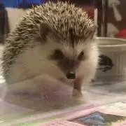 こむぎはんの画像