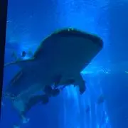 キセキの画像