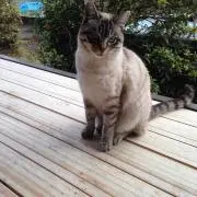さくりり