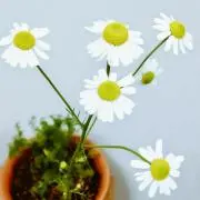 nannanの画像