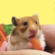 omochiの画像