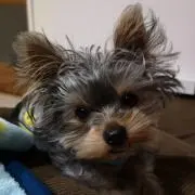 くろぴー