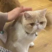 ちょこの画像