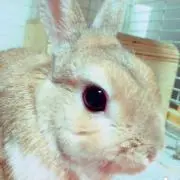 うさきち