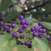 まーの画像