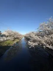 桜凛の画像