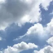 こんぶの画像