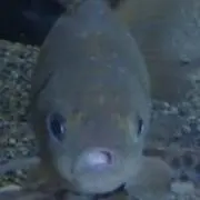 フナ