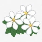 いのうえの画像