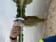 tdの画像
