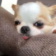 チョコままの画像