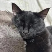 ちくわぶの画像