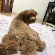 ふうちゃん※最短8/16の発送になりますの画像