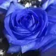 綾☆の画像