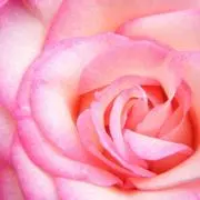 即購入OK 【po】の画像