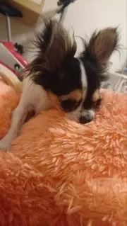 ナナとチコの画像