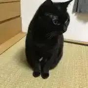 くろの画像