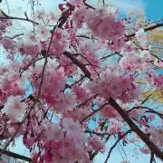 ねここねこ