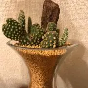 ちびっこの画像