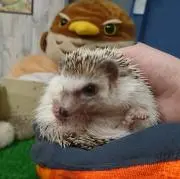 れいーの画像