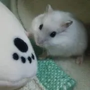 れいりん