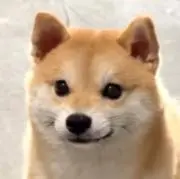 しーば