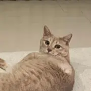 Shoの画像
