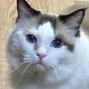 レオン