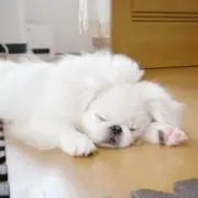 ポン酢いぬ