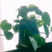 あすぱらがすの画像