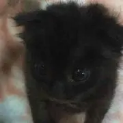ノブ・スノウ