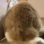 チャイラテの画像