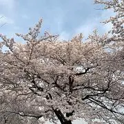 さくらの画像
