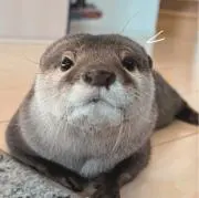 SHUの画像