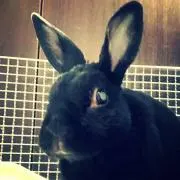 くろうさぎ☆オーダー休止中の画像
