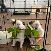 きゃすの画像