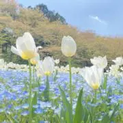 ib⭐︎2日以内発送の画像
