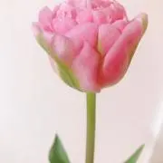 豆柴の画像