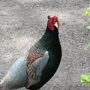 りんごの画像
