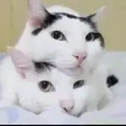 うりこの画像