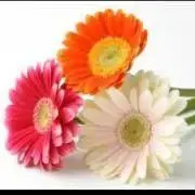 Flowerの画像