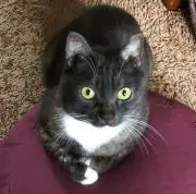 にきの画像