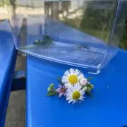 とりの画像